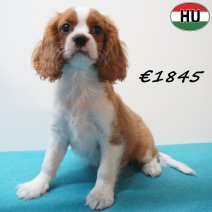Cavalier King Charles 01-07-26 M(HU7968) 24-10-26.jpg