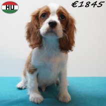 Cavalier King Charles 01-07-26 M(HU7967) 24-10-26.jpg
