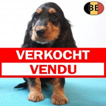 Engelse Cocker 10-08-26 M(BE1782) 15-10-26 verkocht - vendu.jpg