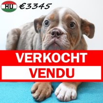 Engelse Bulldog 02-07-26 M(HU7960) 24-10-26 verkocht - vendu.jpg