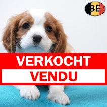 Cavalier King Charles 18-08-26 M(BE4628) 15-10-26 verkocht - vendu.jpg