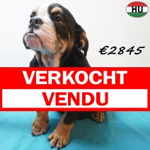 Engelse Bulldog 02-07-26 M(HU7958) 24-10-26 verkocht - vendu.jpg