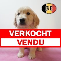 Golden Retriever 21-08-2026 F (BE0634) 23-10-2026 verkocht - vendu.jpg