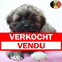 Lhasa Apso 20-07-26 F(BE7478) 16-09-26 verkocht - vendu.jpg