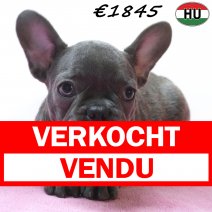 Franse Bulldog 01-07-26 F(HU7934) 24-10-26 verkocht - vendu.jpg