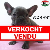 Franse Bulldog 30-06-26 F(HU7945) 24-10-26 verkocht - vendu.jpg