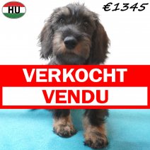 Teckel Ruwhaar 28-06-26 M(HU7973) 24-10-26 verkocht - vendu.jpg