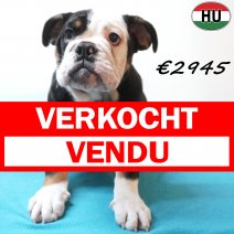 Engelse Bulldog 30-06-26 M(HU7956) 24-10-26 verkocht - vendu.jpg