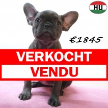 Franse Bulldog 04-07-26 F(HU7937) 24-10-26 verkocht - vendu.jpg