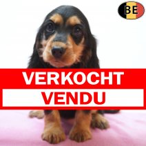 Engelse Cocker 10-08-26 F(BE1570) 15-10-26 verkocht - vendu.jpg