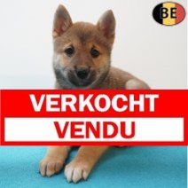 Shiba Inu 06-07-26 M(BE7533) 09-09-26 Verkocht - Vendu.jpg