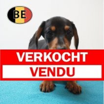 Teckel 03-08-2026 M (BE1955) 21-10-2026 Verkocht - Vendu.jpg
