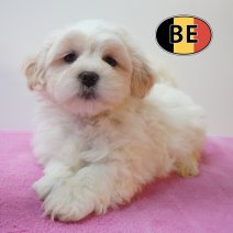 Lhasa Apso 01-09-2026 F (BE7494) 28-10-2026.JPG