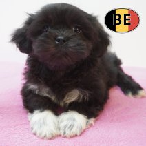 Lhasa Apso 01-09-2026 F (BE7497) 28-10-2026.JPG