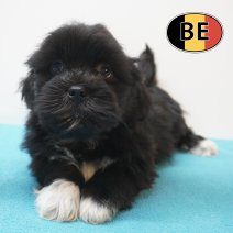 Lhasa Apso 01-09-2026 M (BE7493) 28-10-2026.JPG