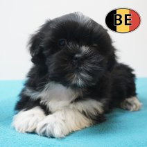 Lhasa Apso 01-09-2026 M (BE7509) 28-10-2026.JPG