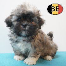 Lhasa Apso 01-09-2026 M (BE7566) 28-10-2026.JPG