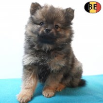 Keesje 31-08-26 M(BE7360) 28-10-26.jpg