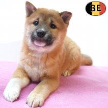 Shiba Inu 31-08-26 F(BE7578) 28-10-26.jpg
