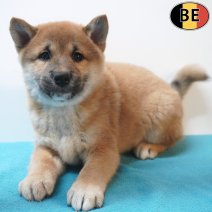 Shiba Inu 31-08-26 M(BE7477) 28-10-26.jpg