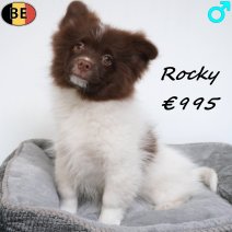 Keesje Rocky 15-07-26 M(BE2565) 28-10-26.jpg