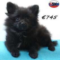 keesje 14-05-26 M(SK9416) 01-10-26..jpg