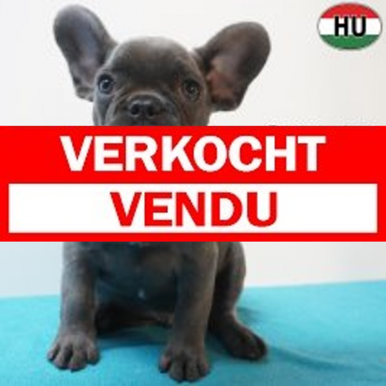 Franse Bulldog 04-07-26 M(HU7936) verkocht