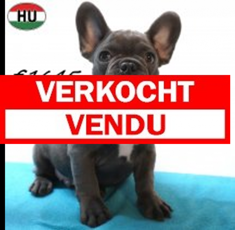 Franse Bulldog 01-07-26 M(HU7931) verkocht