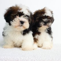 Lhasa Apso