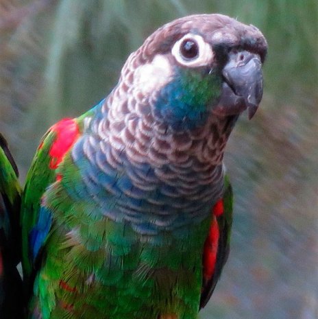 Conure perlée2