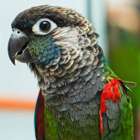 Conure perlée