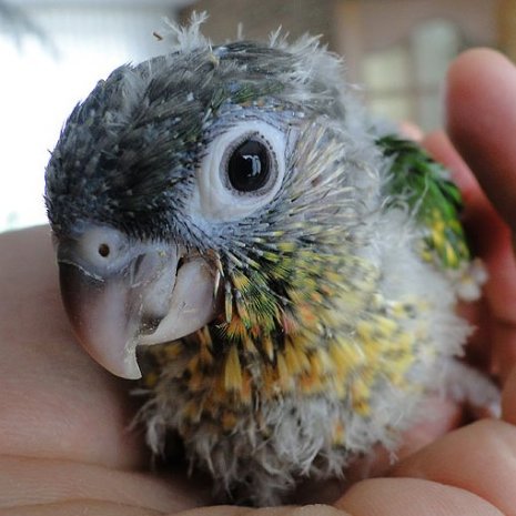 Conure perlée5