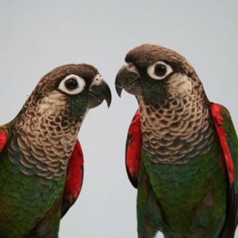 Conure perlée3