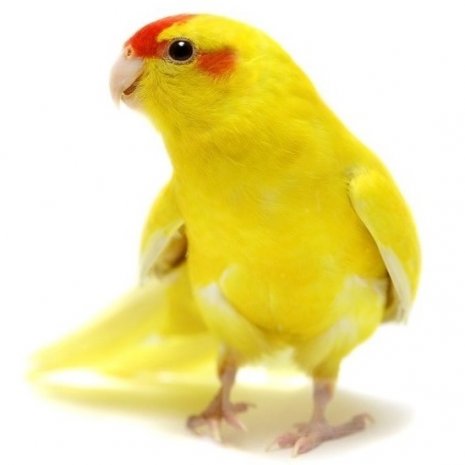 Kakariki