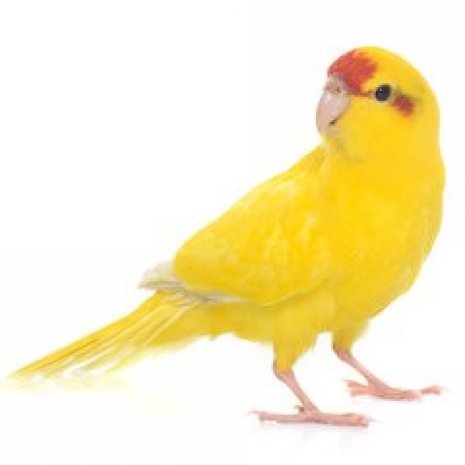 Kakariki4