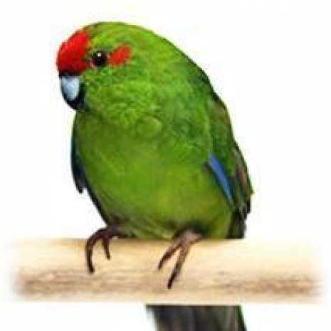 Kakariki3