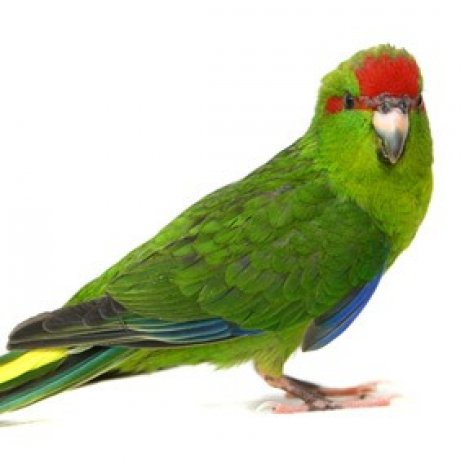 Kakariki2
