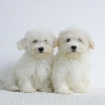 Bichon Maltais