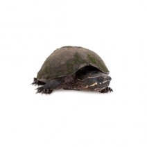 waterschildpad te koop.jpg