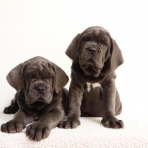Mastino Napolitano
