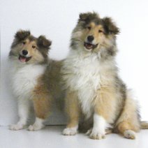 Schotse Collie