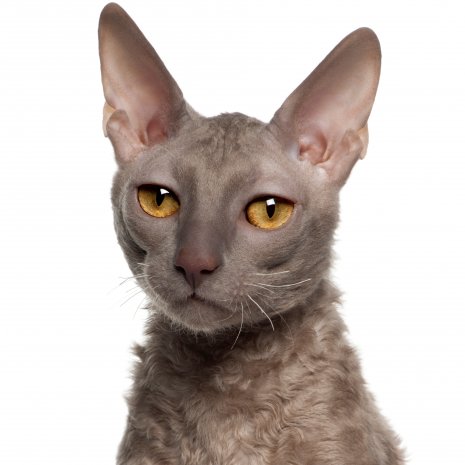 Cornish rex