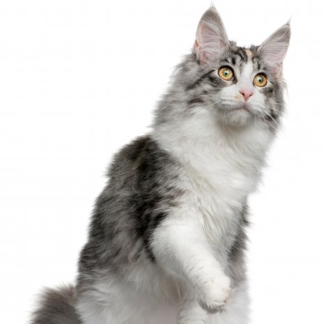 Maine Coon4