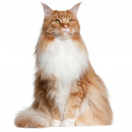 Identificeren Koninklijke familie hier Waarom een Maine Coon kopen? - DogCatandCo