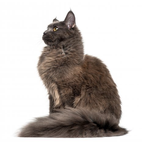 Maine Coon3