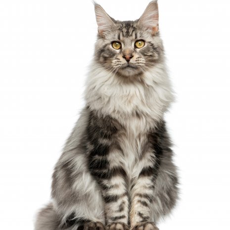 Ananiver team apotheek Waar kan ik een Main Coon kitten kopen? – DogCatandCo