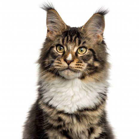 Maine Coon5
