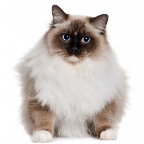 Voorbijganger Paine Gillic Calligrapher Waar vind ik Ragdoll kittens te koop? – DogCatandCo