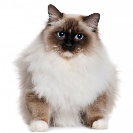 Ragdoll kitten te koop