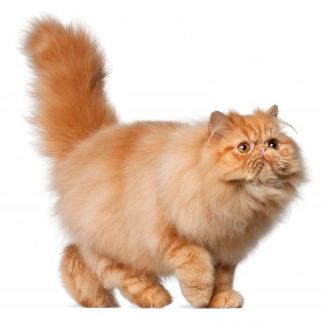 mug dat is alles Kunstmatig Waarom mijn Perziche kitten kopen bij DogCatandCo?